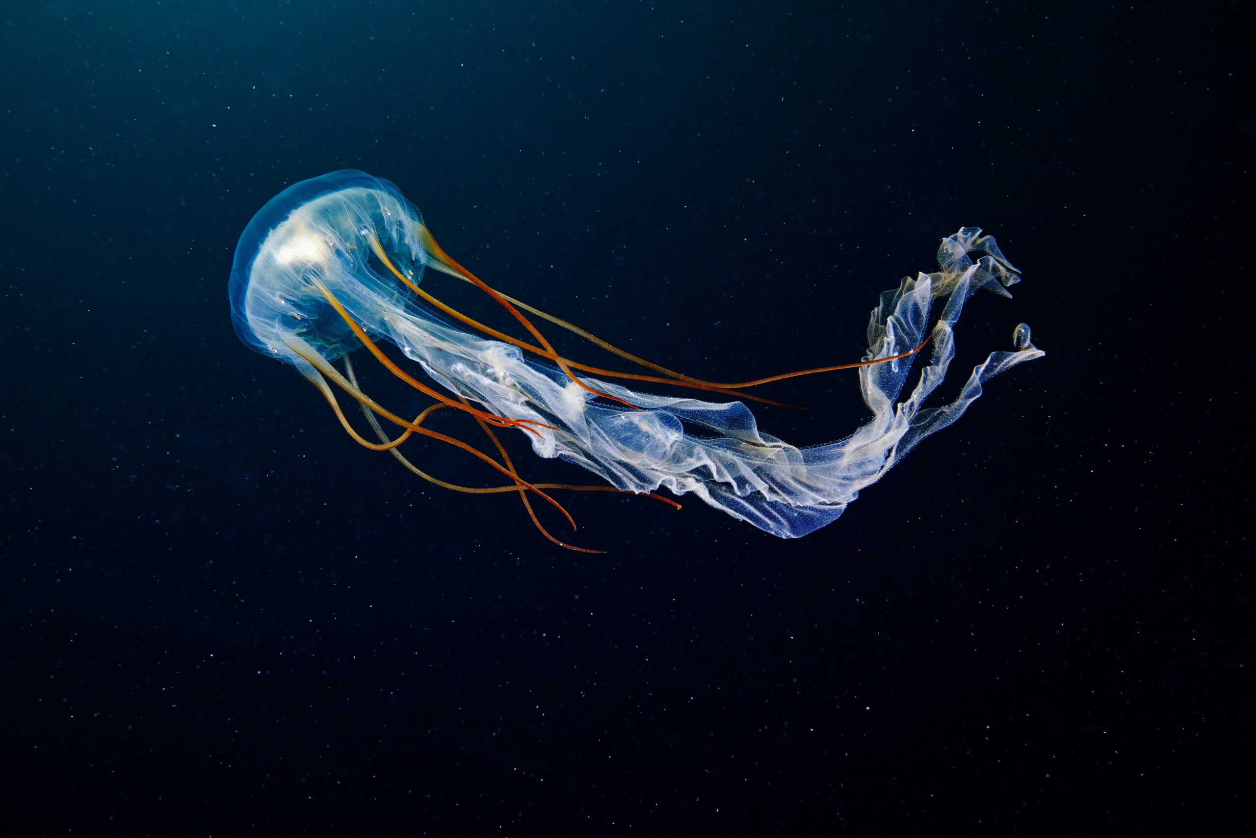 Briefing: the Global Ocean Treaty we need for biodiversity and the climate