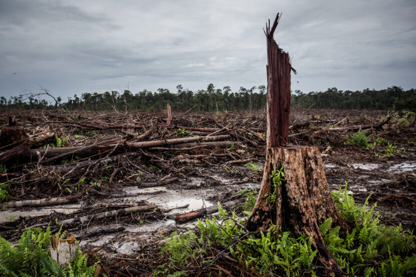 Final countdown – now or never for the palm oil industry