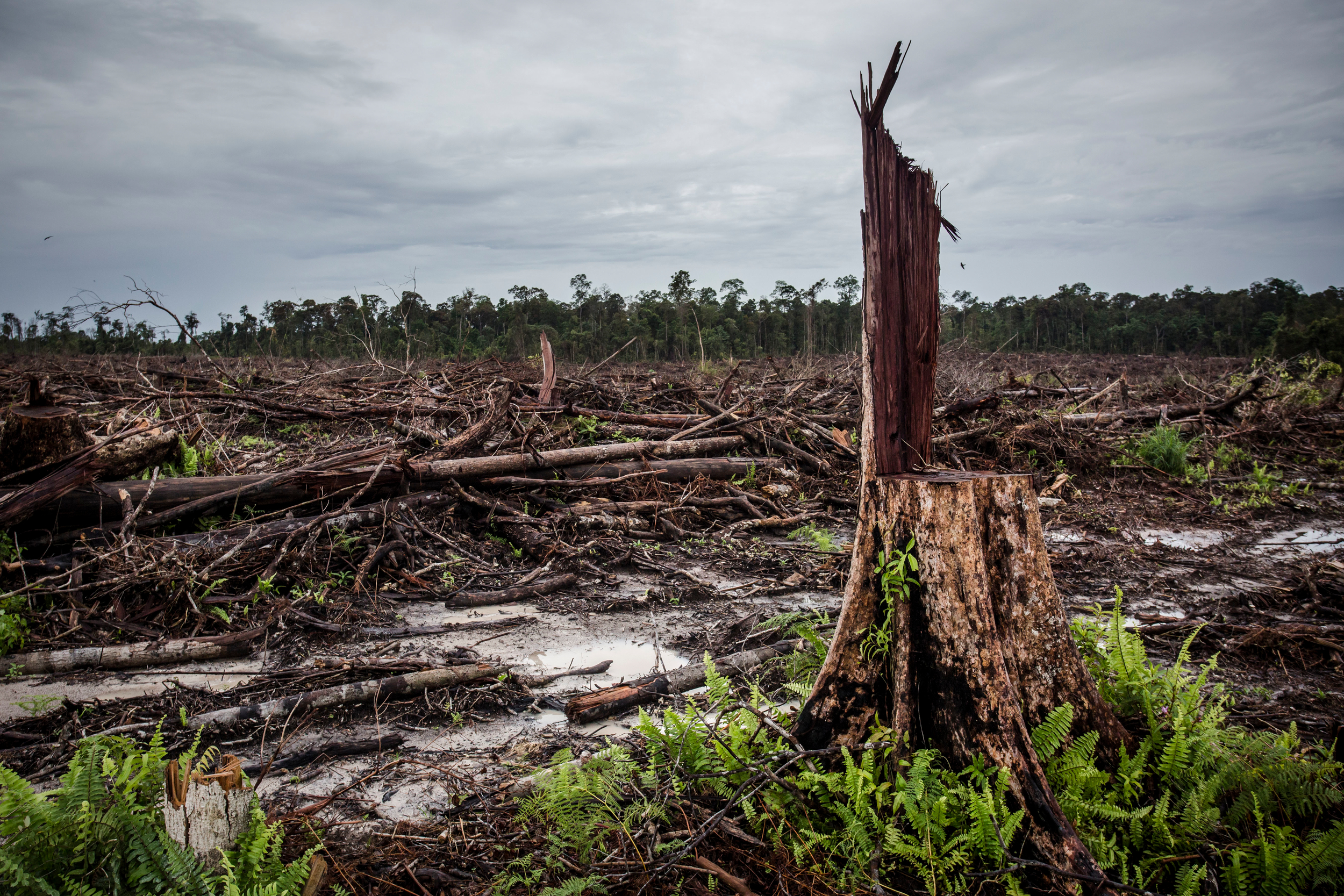 Final countdown – now or never for the palm oil industry