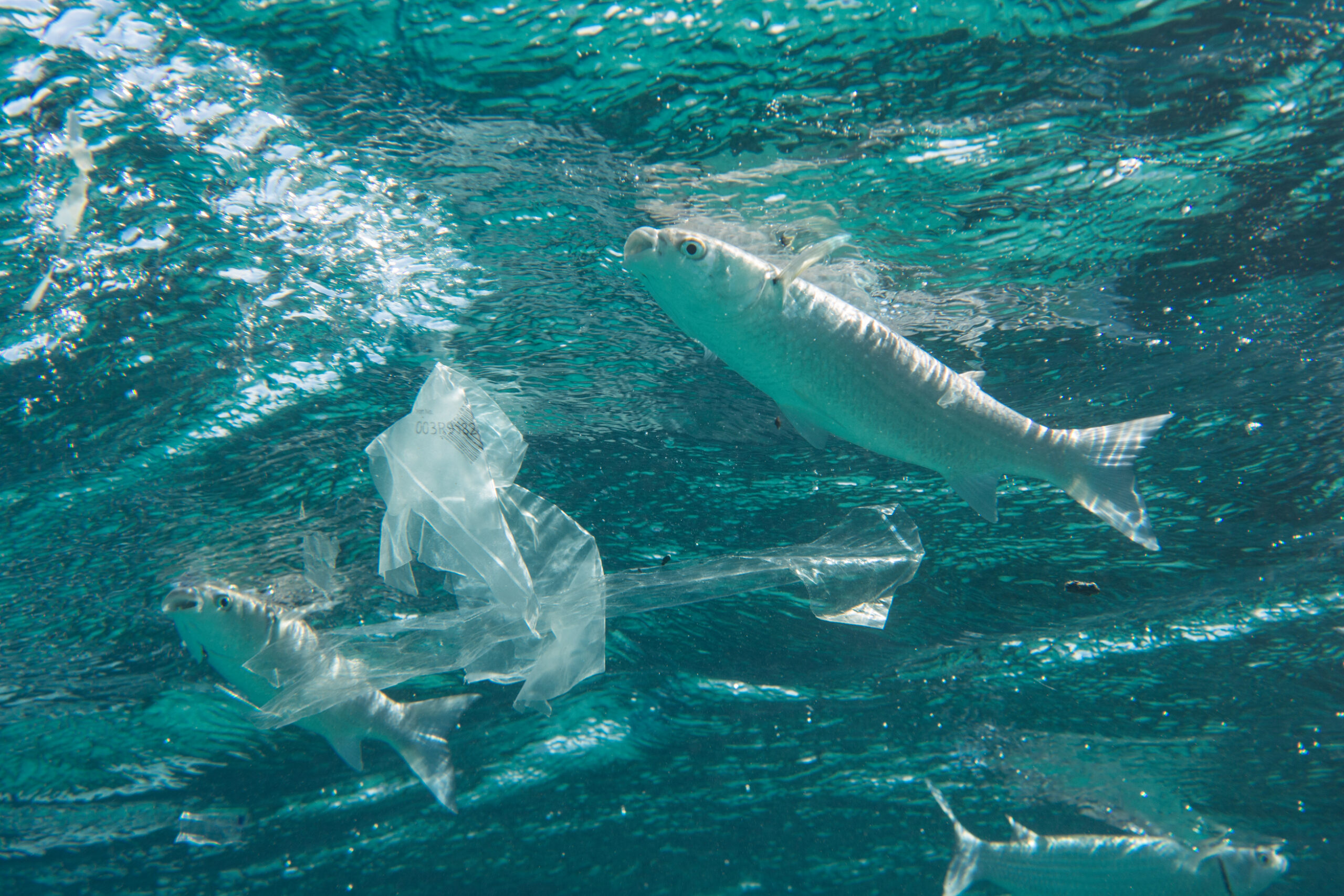Unpacked: how supermarkets can cut plastic packaging in half by 2025
