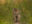Jaguar walks towards the camera between tall flowering plants