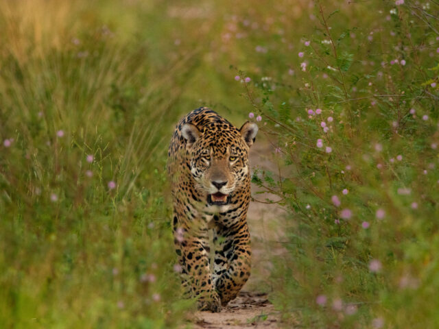 Jaguar walks towards the camera between tall flowering plants