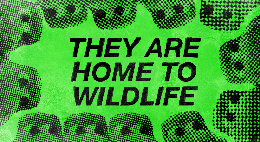 Stylised cartoon turtles surround text that reads 'They are home to wildlife'