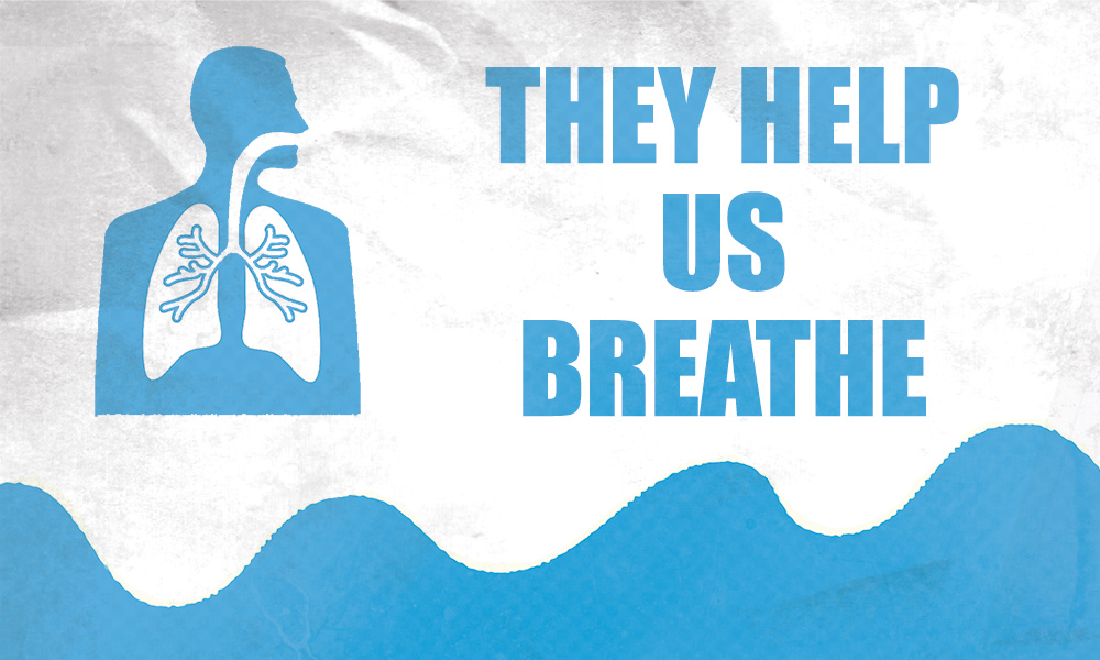 Diagram of human breathing system over ocean waves. Text reads 'They help us breathe'