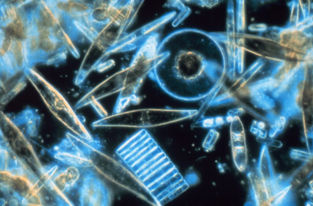 Extreme closeup of beautiful phytoplankton under a microscope. They come in fascinating shapes and have a soft blue glow.