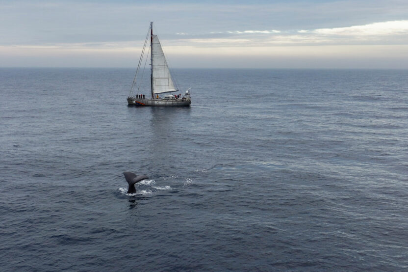A whale's tail breaks the surface of a calm sea. In the background there's a Greenpeace ship with beautiful white sails.