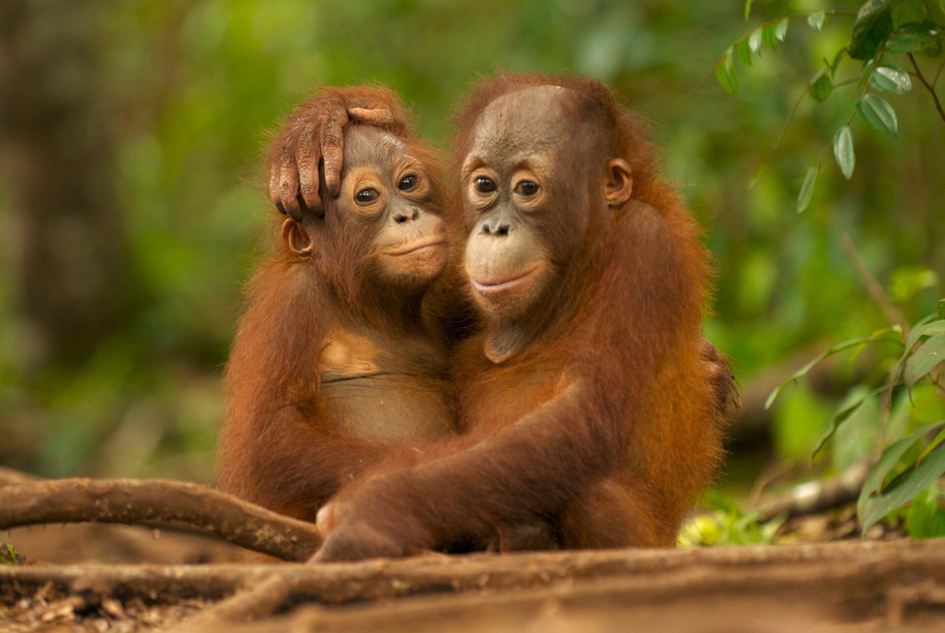 Two young orang utans cuddling, both looking straight at the camera and seemingly smiling. The bigger one has its hand on the smaller one's head