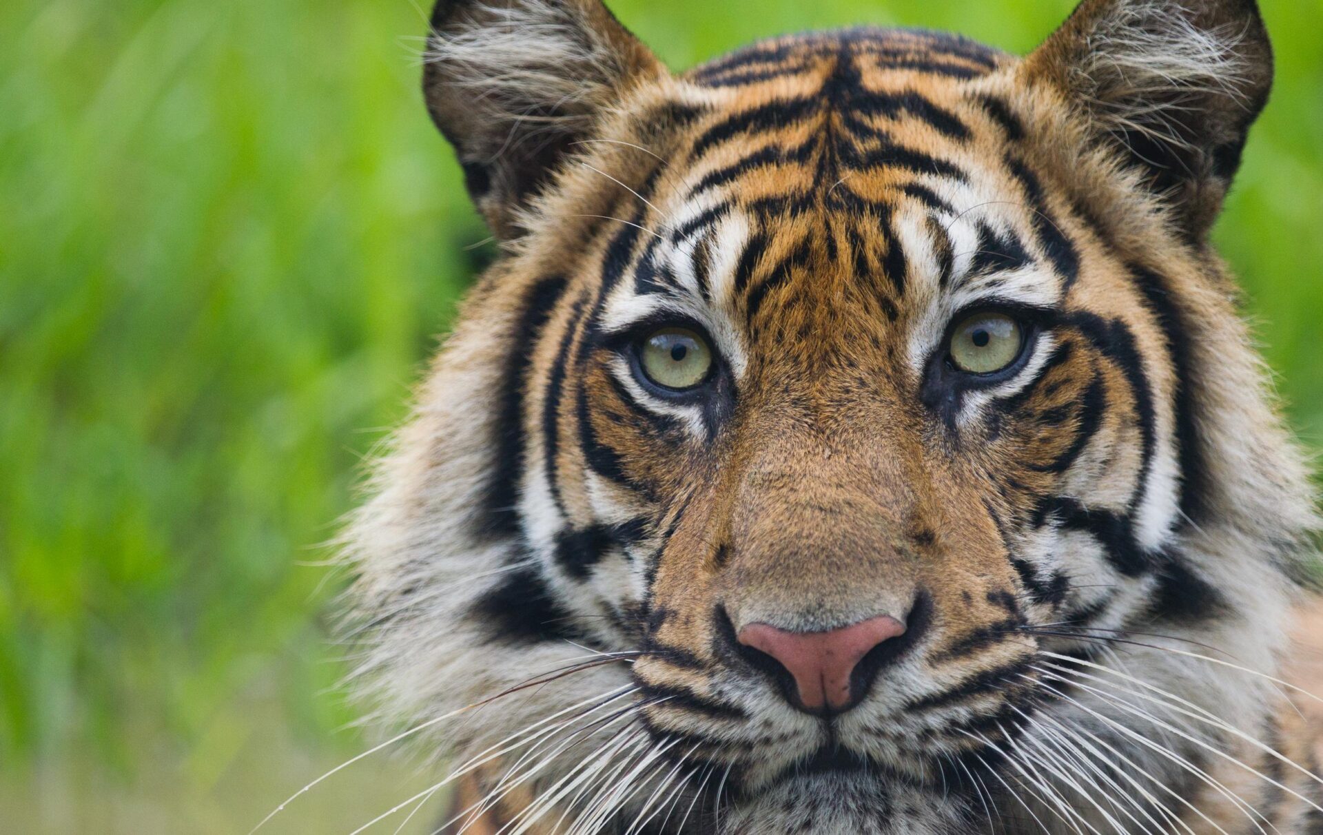 An intense closeup of a tiger's face staring straight into the camera with its large greenish yellow eyes