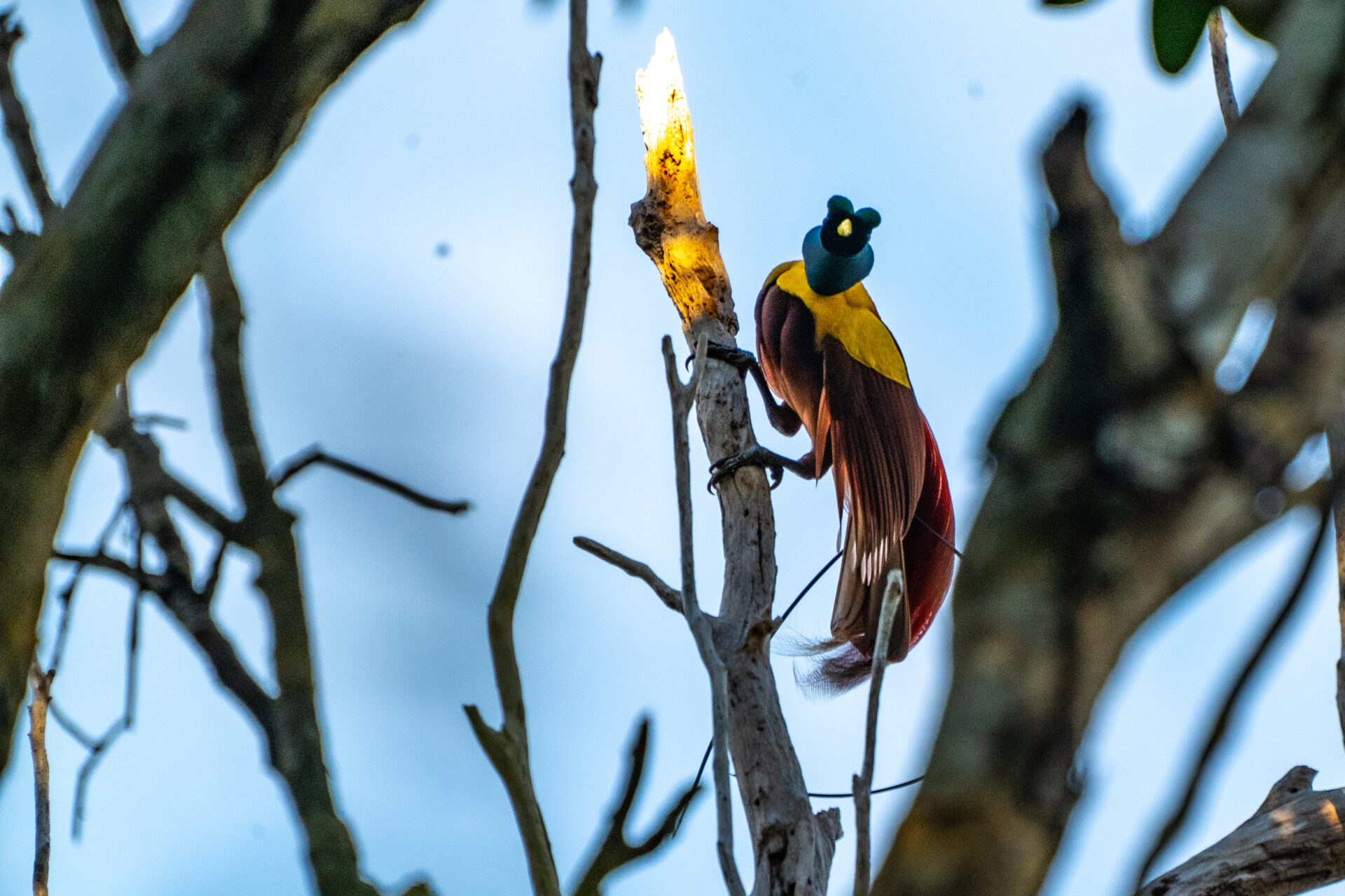 A very strange and beautiful looking bird on a branch that appears to be catching a shard of sunlight. The bird has long red tail plumage, a yellow body and a blue head, but the head looks more like a flower than a bird from this angle