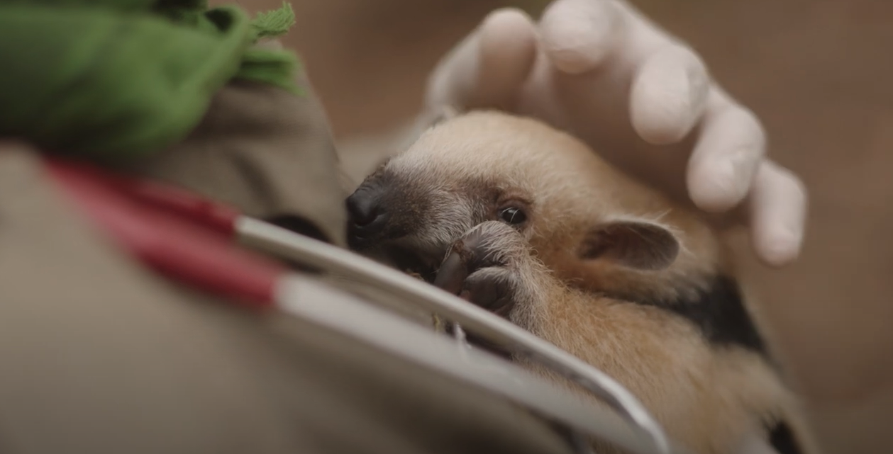 A small animal is cradled in a person's hands