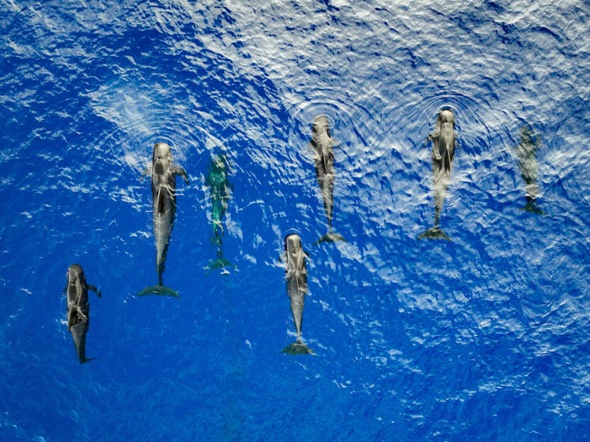 Short finned pilot whales are seen from above swimming in the blue sea.