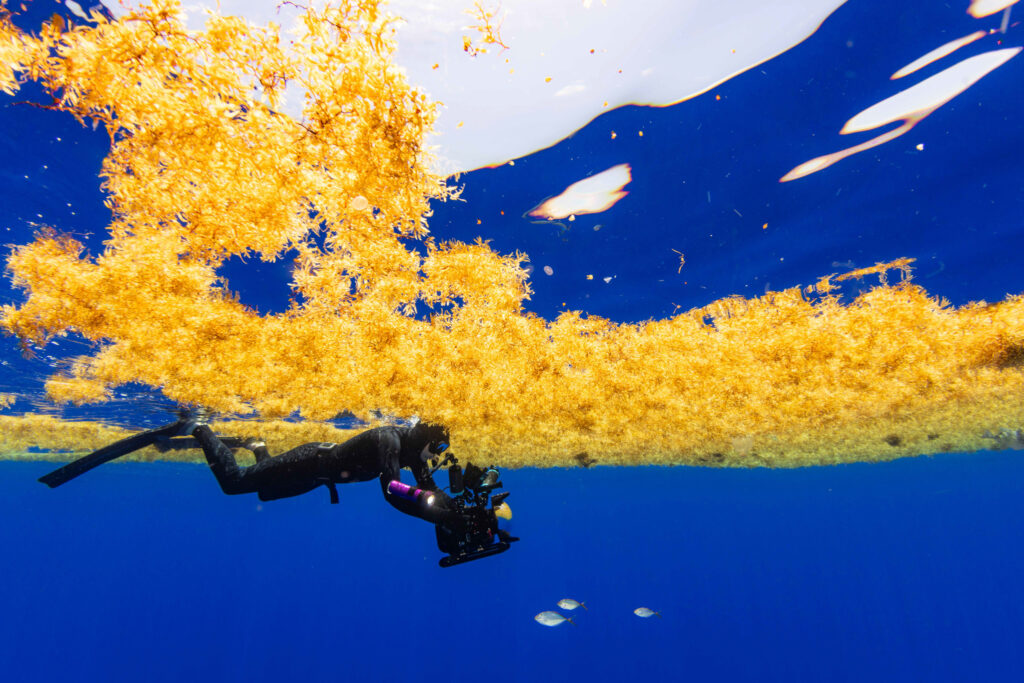 A diver with camera equipment swims under golden sargassum seaweed in the blue ocean.