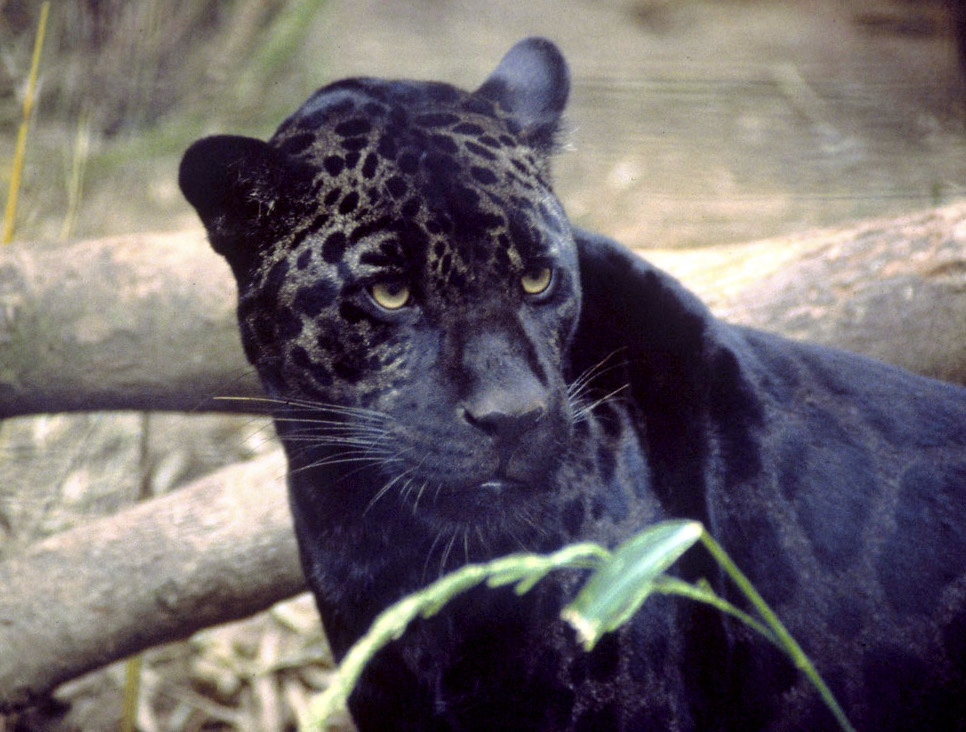 A black jaguar with markings visible despite its dark coat.
