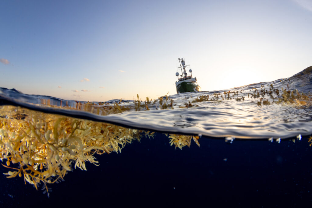 A semi-submerged camera angle shows seaweed floating in the ocean with the Greenpeace ship Arctic Sunrise in the background, bathed in golden light as the sun sets on the horizon.
