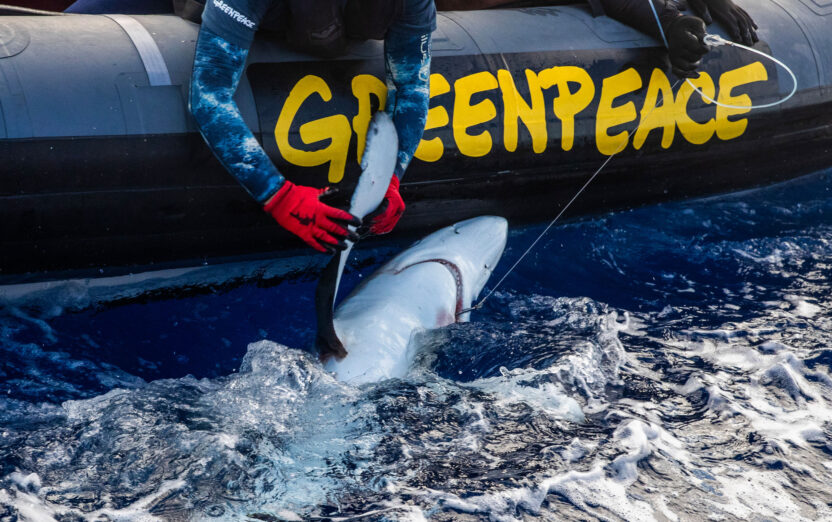 A campaigner sitting in an inflatable pulls the shark free from a longline.