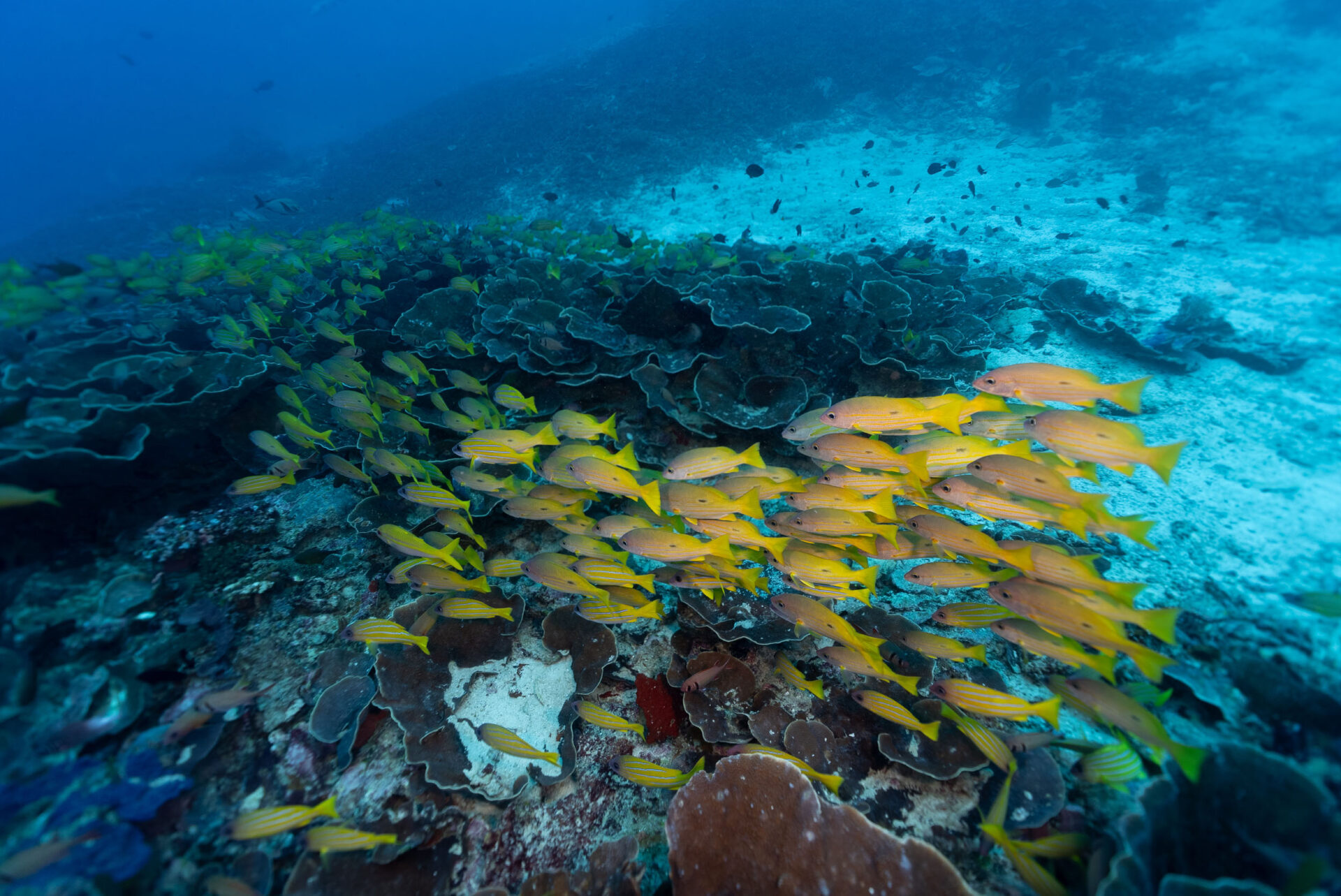 Yellow fish swim underwater with some other species.