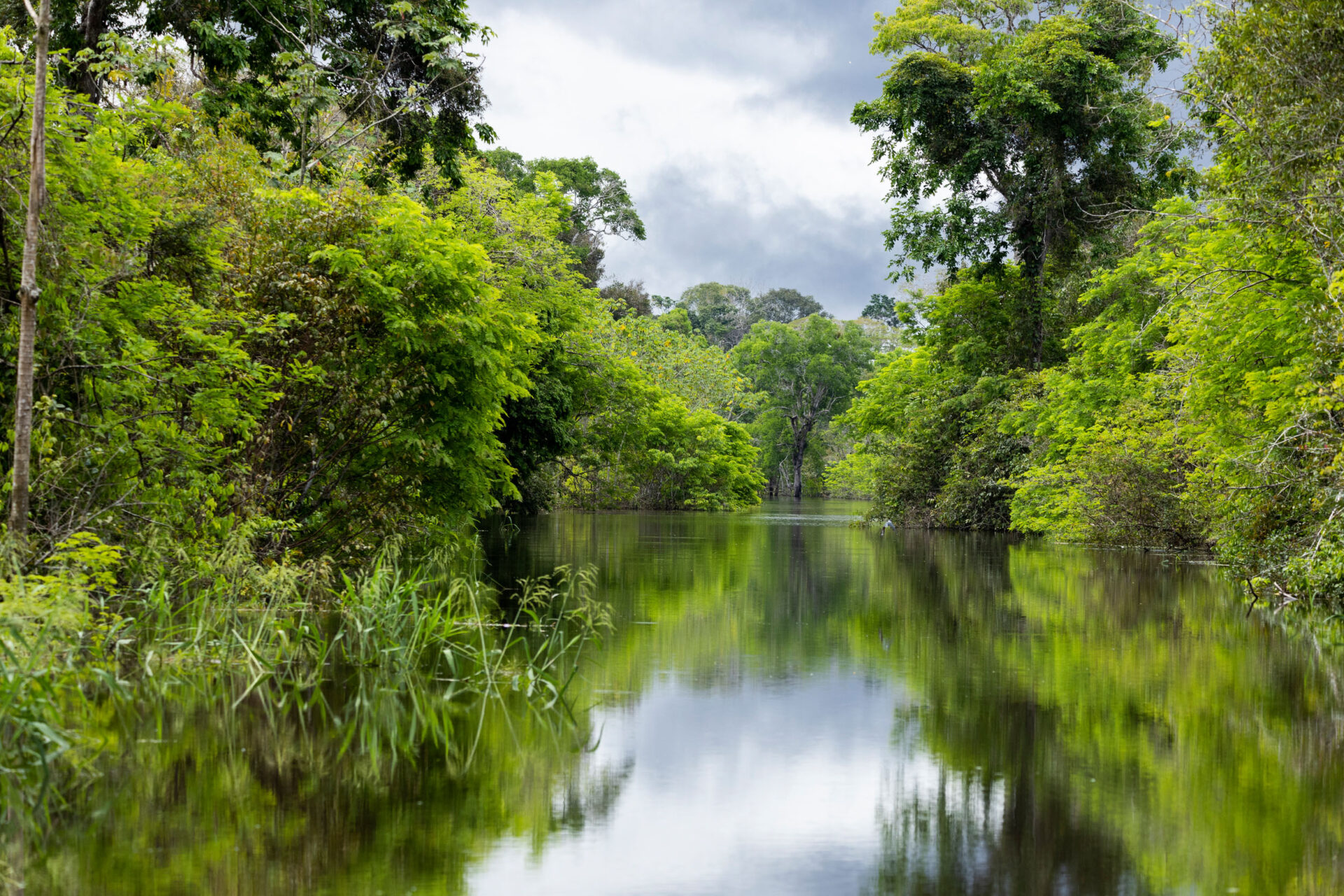 Beautiful green lush rainforest is documented during the Amazon Expedition.