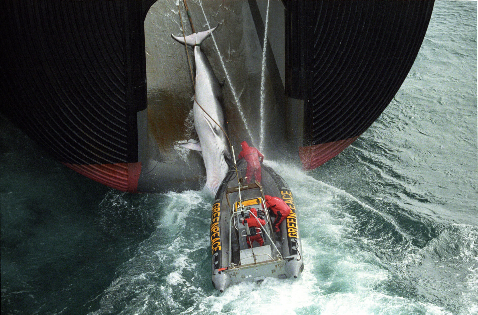 A whale is dragged up a whaling boat with a Greenpeace inflatable next to it.
