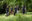 Five people walking in a lush green woodland.
