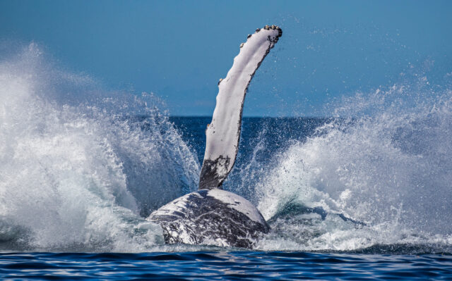 A whale splashes into the water after breaching.