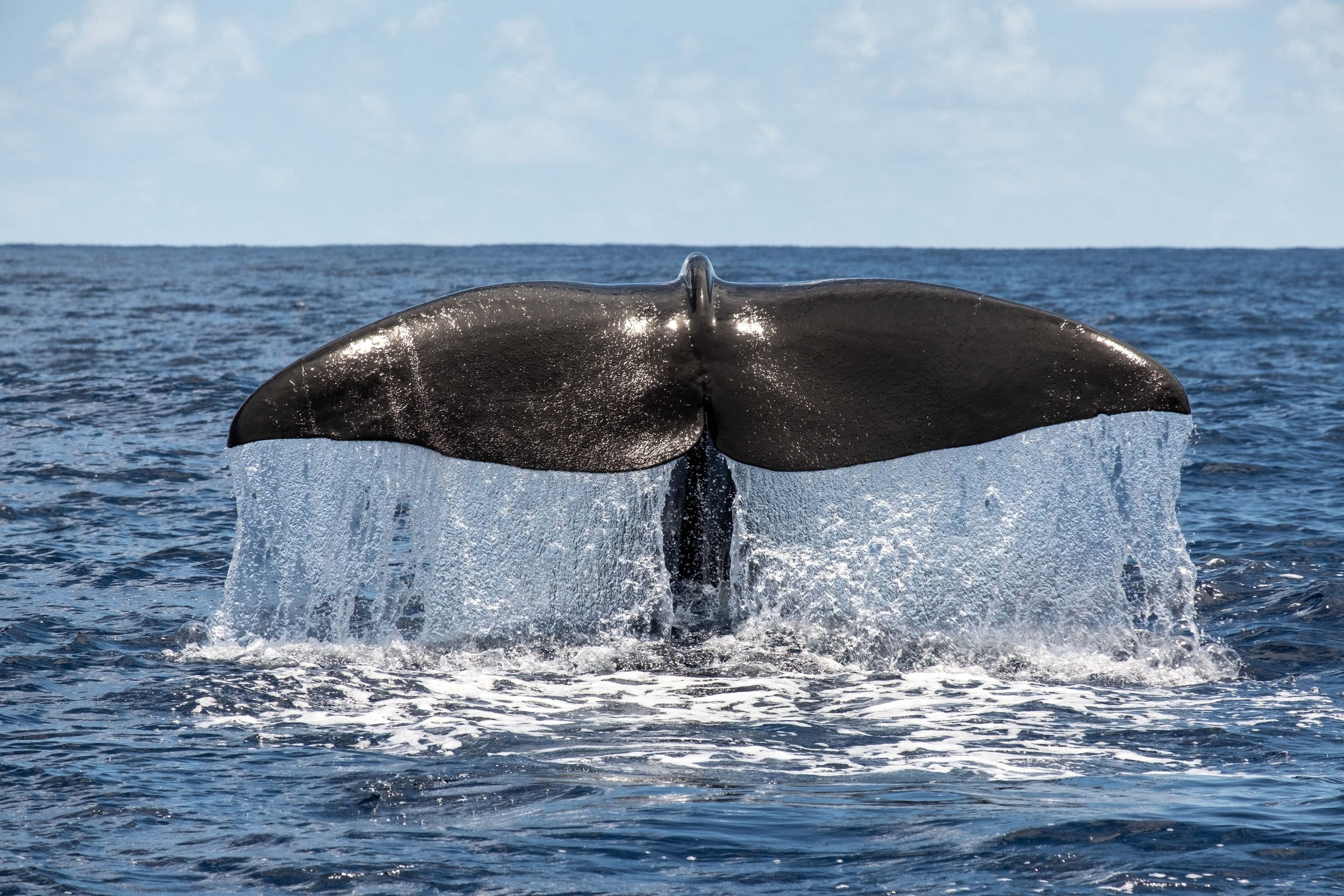 A whale fluke comes out of the blue water with blue sky in the background