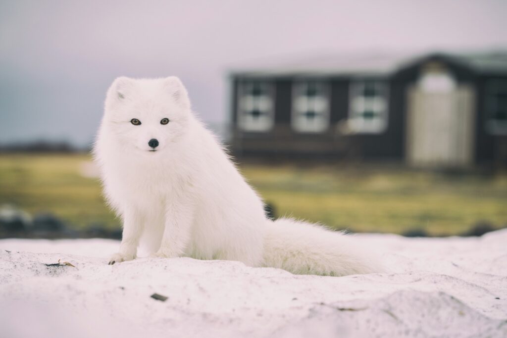 An Arctic Fox with a building in the background.