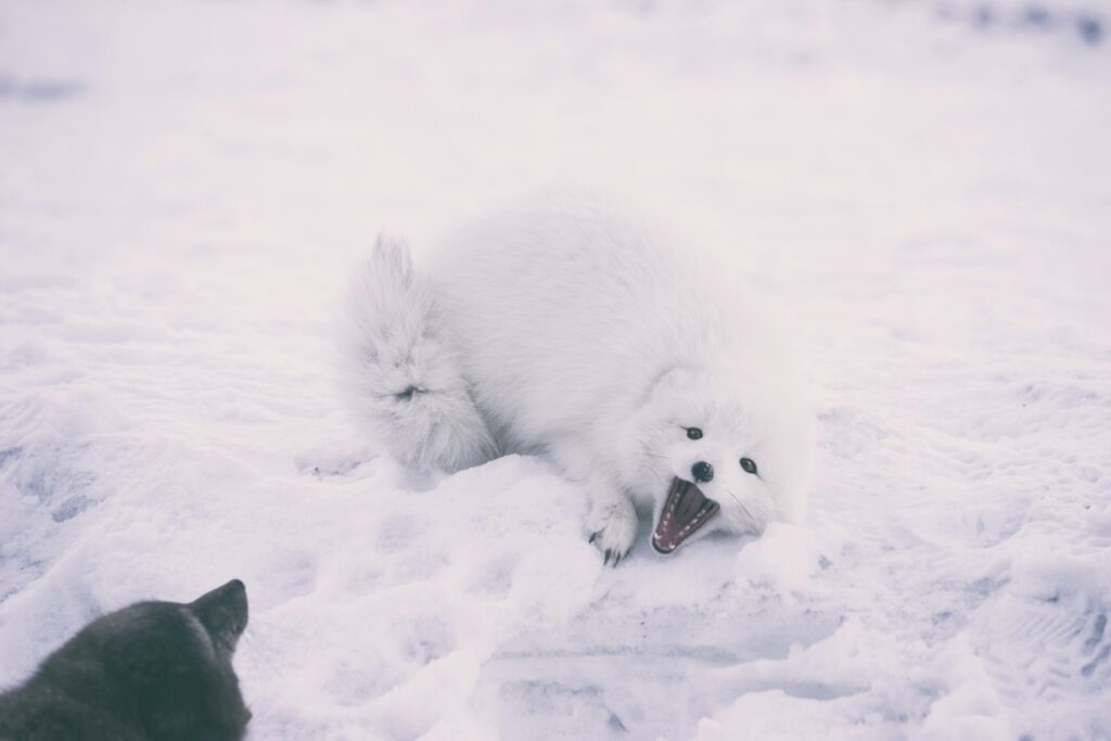 Two Arctic foxes growl at each other.