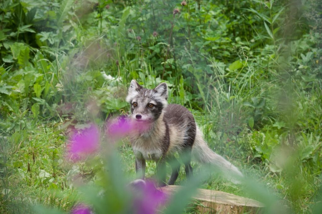 A young Arctic Fox in a lush green landscape with a brown and white coat.