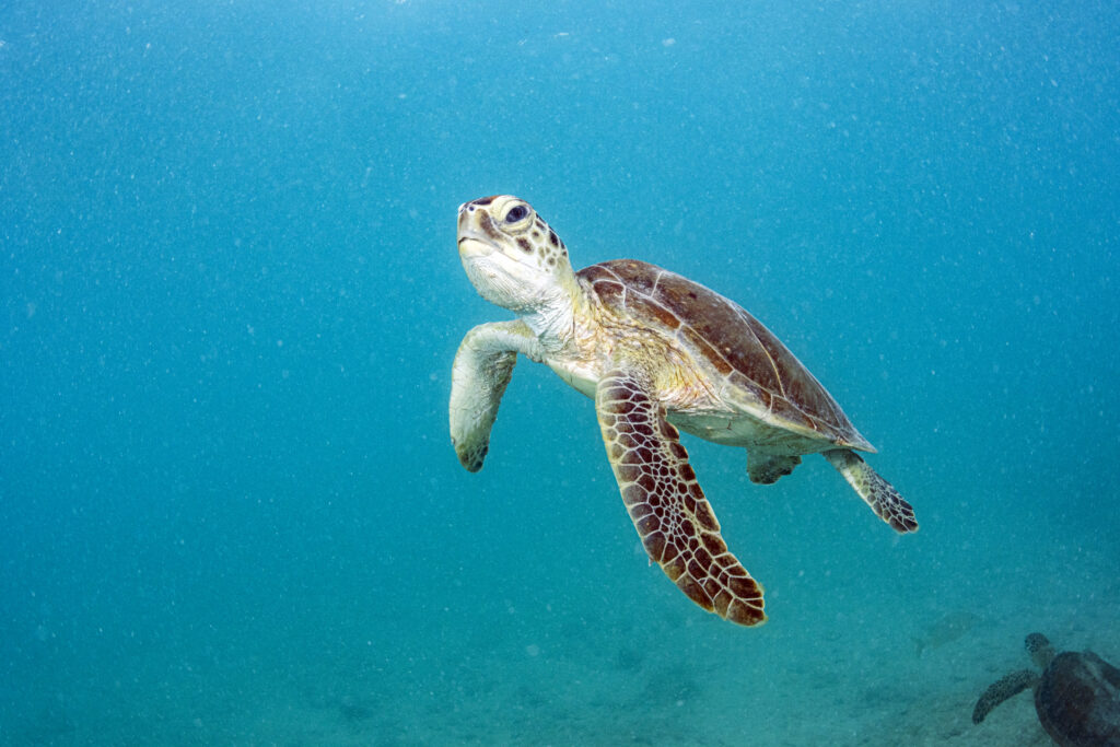 Crucial ocean protection target 265 years off pace as UN nature summit begins