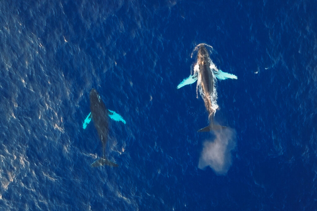Humpback whales on the surface of the ocean