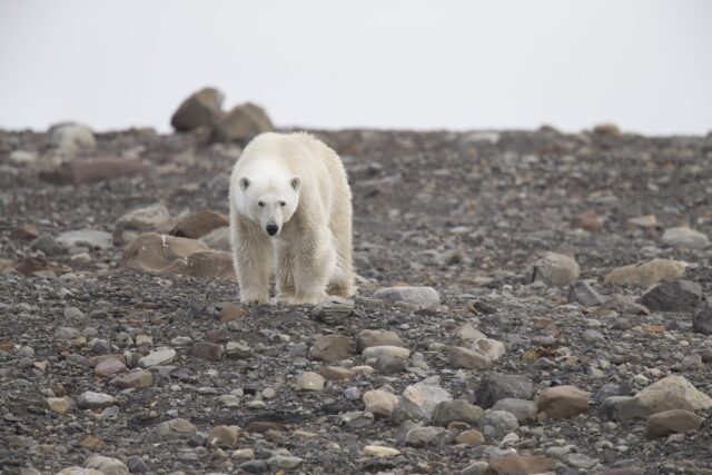 Polar bear on bare rocky ground