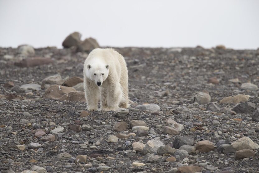 Polar bear on bare rocky ground