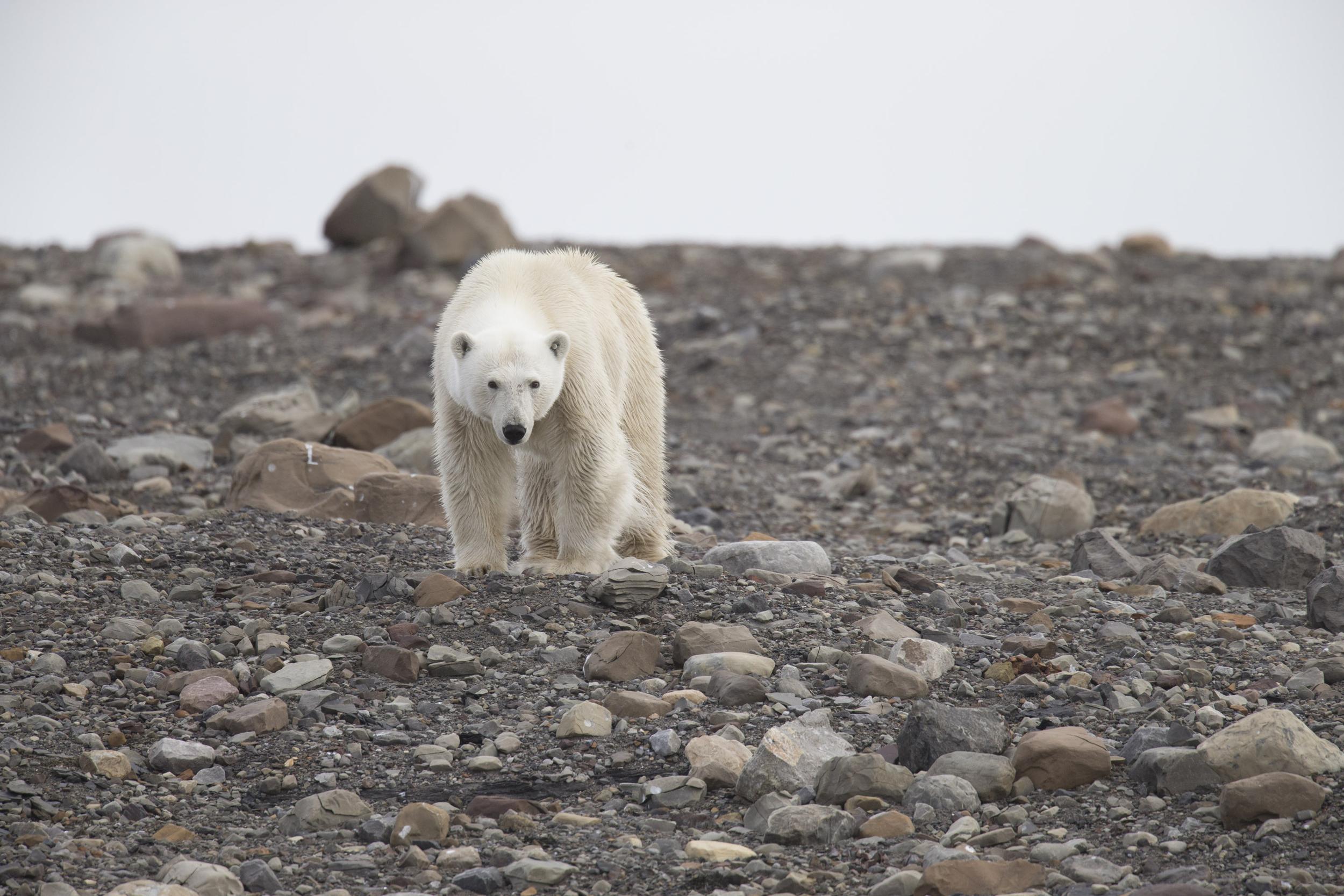 Polar bear on bare rocky ground