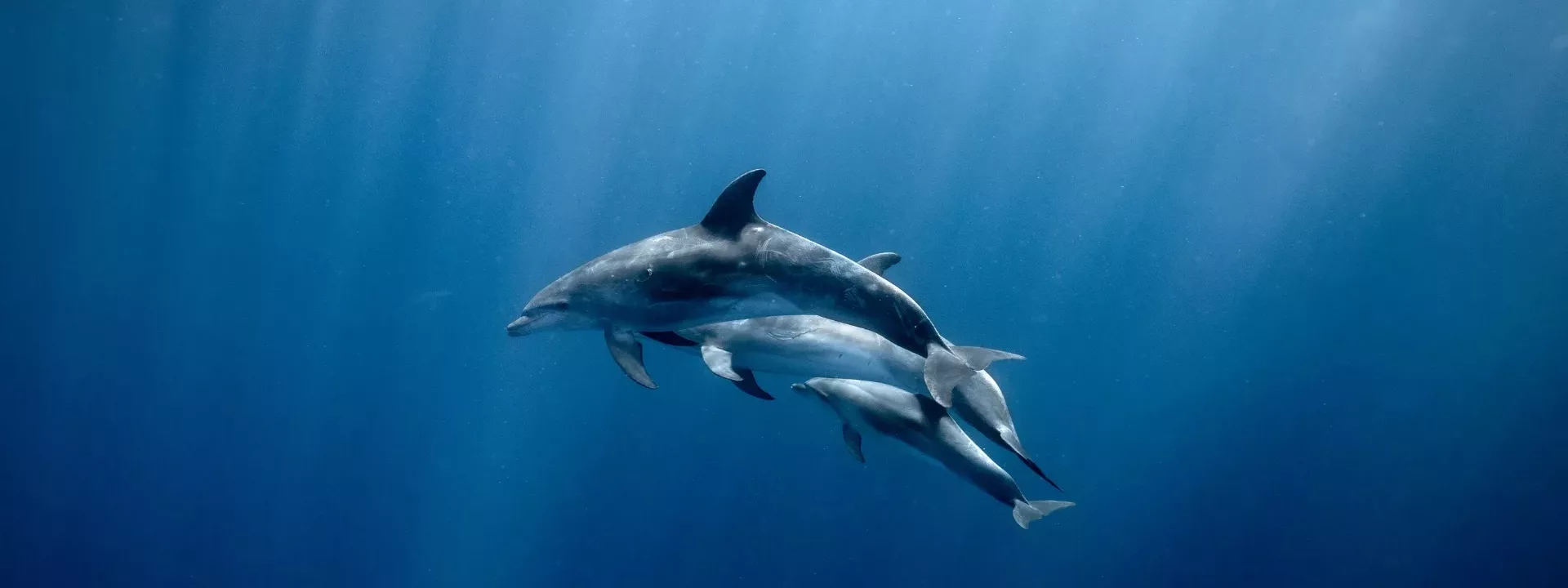 One Ocean. One Chance.